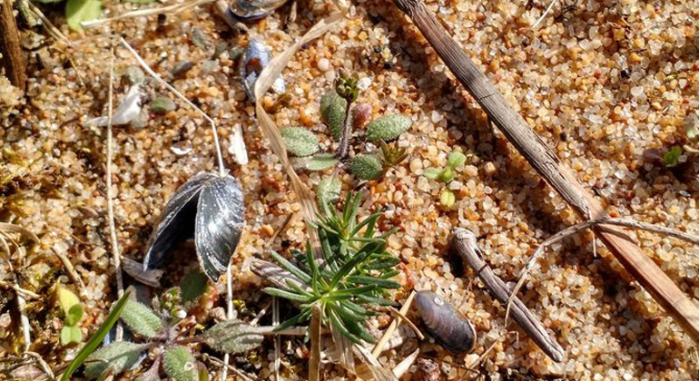 MPI f. Developmental Biology | M. Exposito-Alonso | Mustard cress, Arabidopsis thaliana, growing on a sandy beach at the Baltic Sea in southern Sweden.
