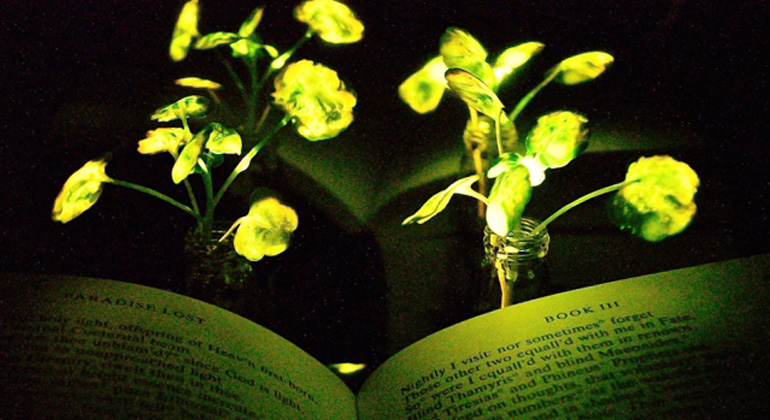 mit.edu | Seon-Yeong Kwak | Illumination of a book (“Paradise Lost,” by John Milton) with the nanobionic light-emitting plants (two 3.5-week-old watercress plants). The book and the light-emitting watercress plants were placed in front of a reflective paper to increase the influence from the light emitting plants to the book pages.