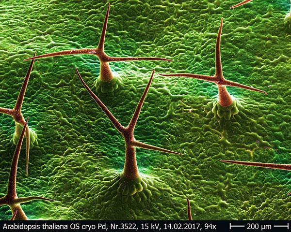 Hans-Jürgen Ensikat/Uni Bonn | Mehrere Haare der Ackerschmalwand (Arabidopsis thaliana): Die scharfen Spitzen sind in unterschiedliche Richtungen gewandt und nur die extreme Spitze selbst ist mit Kalziumphosphat inkrustiert. Falschfarbenbild, die mineralisierten Zellbereiche sind rot angefärbt.