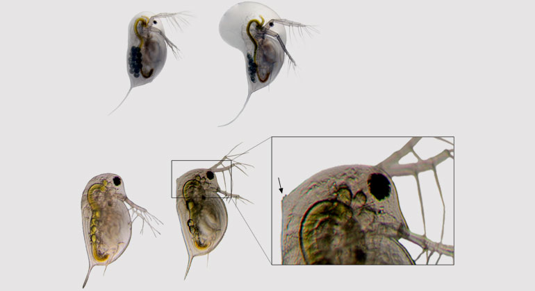 Linda Weiss and Sina Becker | Predator induced defenses in Daphnia longicephala (top row, credit: Linda Weiss) and Daphnia pulex (bottom row, credit: Sina Becker). Left shows an undefended morphotype, right shows the defended morphotype. Insert shows magnification of expressed neckteeth. These morphological features render Daphnia less susceptible to predators. When the expression of these defensive traits is hampered by high levels of pCO2, Daphnia is suspected to fall as prey more easily.