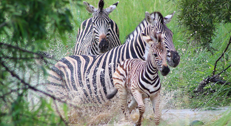 pixabay.com | Beesmurf | Zebras legen bis zu 500 Kilometer zurück - so weit wie kein anderes Säugetier auf der Erde. Menschen schränken den Bewegungsradius der Zebras und anderer Tiere jedoch immer mehr ein. So blockierte beispielsweise von 1968 bis 2004 ein Zaun die Wanderung der Zebras im Okavango-Delta in Botswana. Nachdem das Hindernis entfernt worden war, nahmen die Tiere ihre Wanderungen wieder auf.