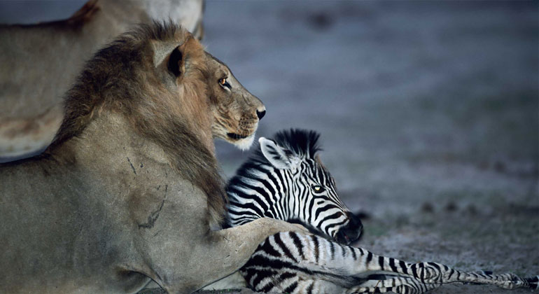 Wildlife Photographer of the Year: Unforgettable Behaviour