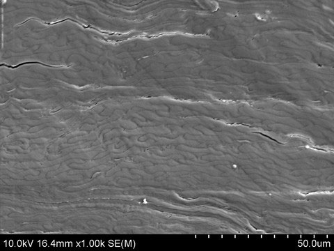 University of Maryland | Graphic 2 | Magnified images of (1) untreated wood and (2) the same wood treated by a new process invented by engineers at the University of Maryland that compresses the natural structures of wood into a new material five times thinner.