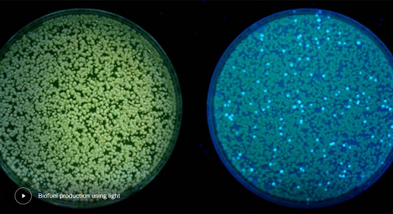 princeton.edu | Princeton researchers used blue light to control genetically modified yeast and increase its production of commercially valuable chemicals.