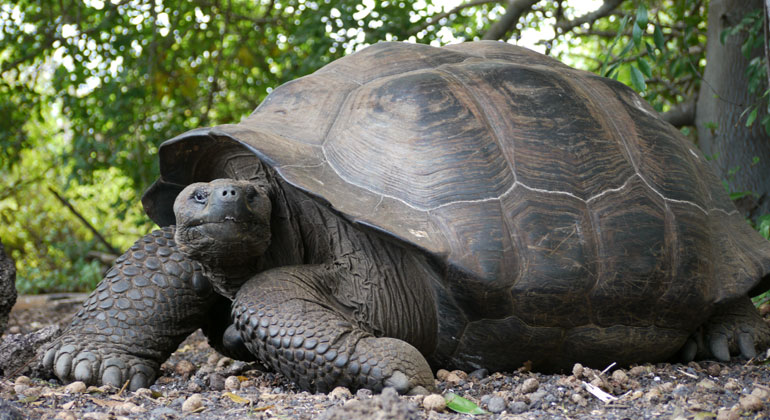 Bigi Alt | Schildkröte auf Galapagosinsel