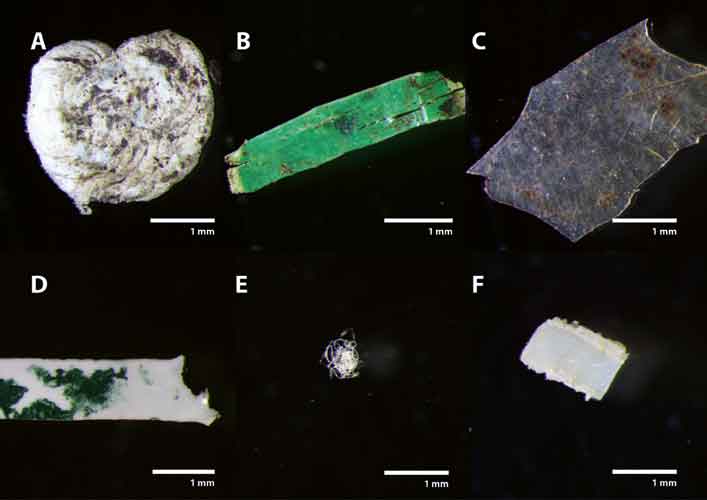 uni-bayreuth.de | Sarah Piehl | Plastic particles in fertilizers from organic waste: (A) polystyrene particle. (B and C) polyethylene fragments. (D) polyamide particle. (E) PET fibre. (F) polystyrene fragment.