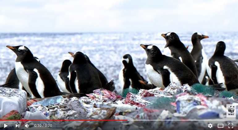 WWF Schweiz | Screenshot | Krass: Pinguine auf Insel aus Plastikmüll gesichtet.