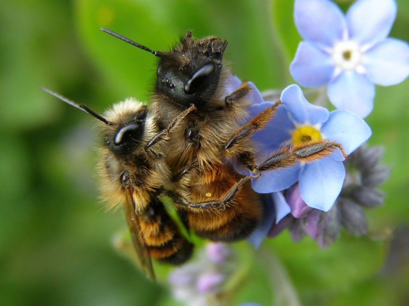 pixabay.com | sternbea | „Wildbienen sind zur Erhaltung der Artenvielfalt unverzichtbar“