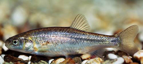 eurosolar.org | Perica Mustafic | Even more dramatic is the Dalmatian minnow (Phoxinellus dalmaticus). This species, which can be as small as 12 centimetres, can only be found in the Cikola River in southern Croatia. Three hydroelectric power plants are planned along this river, which would probably lead to the extinction of the species.