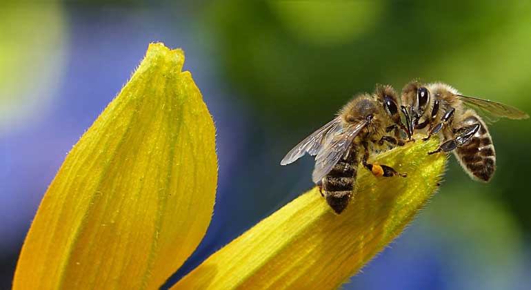 pixabay.com | Oldiefan | Weltweit sind über 85 Prozent der Wild- und Kulturpflanzen auf die Bestäubungsleistung der Bienen und einer Vielzahl weiterer bestäubender Insektenarten angewiesen.