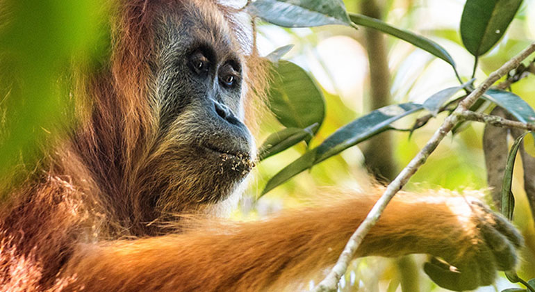 esf.edu/top10 | Andrew Walmsley | Tapanuli Orangutan (Pongo tapanuliensis)