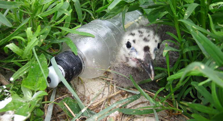 NABU/Julia Baer | Ein Möwenküken neben einer angeschwemmten Plastikflasche. Immer mehr Kunststoffmüll landet in der Natur.