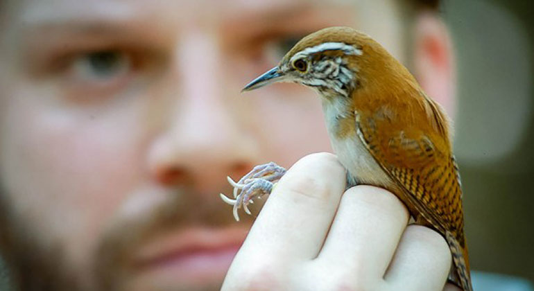 Dale Morris | uwindsor.ca | Biology professor Dan Mennill with a rufous-and-white wren. He led a 15-year study showing that warm temperatures reduce survival of this tropical bird.