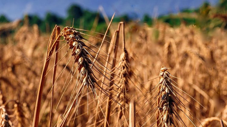 pixabay.com | JosepMonter