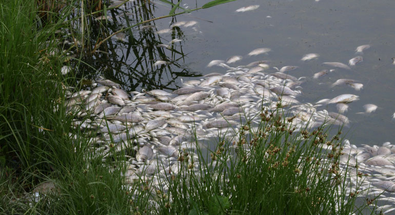 Depositphotos | dusan964 | Je wärmer es wird, umso weniger Sauerstoff kann das Wasser aufnehmen. Ab 28 Grad wird es kritisch für Wassertiere.