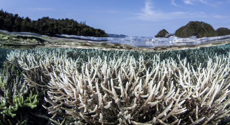 Depositphotos | ead72 | Rekordtemperaturen durch die globale Erwärmung führen zu immer häufigeren Korallenbleichen.