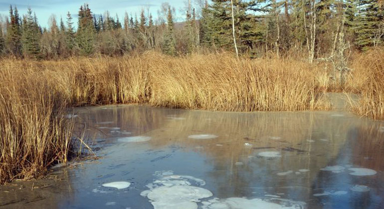 University of Alaska | Katey Walter Anthony | Methane bubbles are trapped in the ice on a pond near Fairbanks, Alaska.