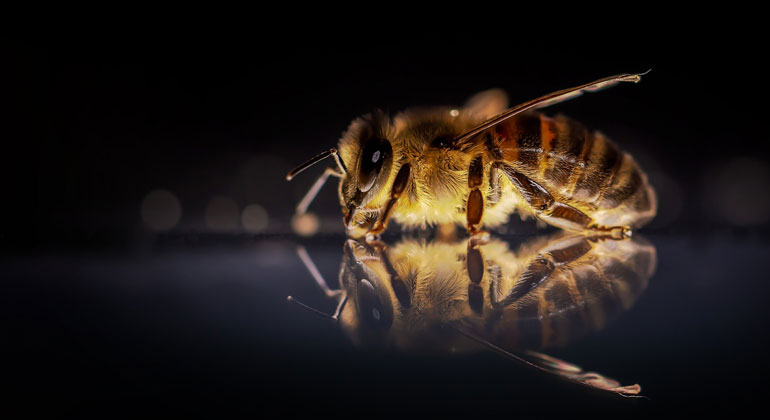 pixabay.com | umsiedlungen | Petition zum Bienensterben: Glyphosat schadet Bienen - jetzt muss das Herbizid erst recht vom Acker!