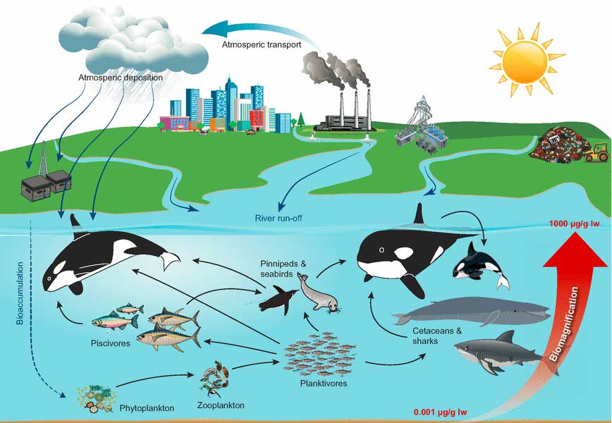 Universität Aarhus | PCB transport in the food chains: When foreign hazardous substances enter the marine environment, they are assimilated into the first link in the food chain, phytoplankton. The phytoplankton is consumed by zooplankton, which in turn is consumed by smaller fish, etc. The chemicals accumulate in each link of the food chain, and this means that killer whales that feed on large animals in contaminated areas may contain concentrations of PCBs so high that the survival of the species is threatened. Killer whales that primarily feed on smaller fish are not threatened in the same way.