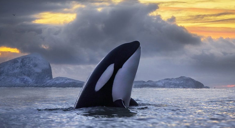Audun Rikardsen – audunrikardsen.com | Killer whale: In some areas, killer whales feed primarily on sea mammals and big fish like tuna and sharks and are then threatened by PCBs. In areas where the killer whales primarily feed on small fish like herring, they are less threatened.