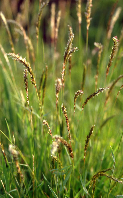 Christian Fischer, Lizenz CC BY-SA 3.0 | Senckenberg.de | Ein Grund sind höherwüchsige Arten, die sich hier ansiedeln konnten, wie beispielsweise Gewöhnliches Ruchgras (Anthoxanthum odoratum), das ursprünglich im europäischen Tiefland zuhause ist und neu auf alpinen Standorten in Schweden und Island nachgewiesen wurde.