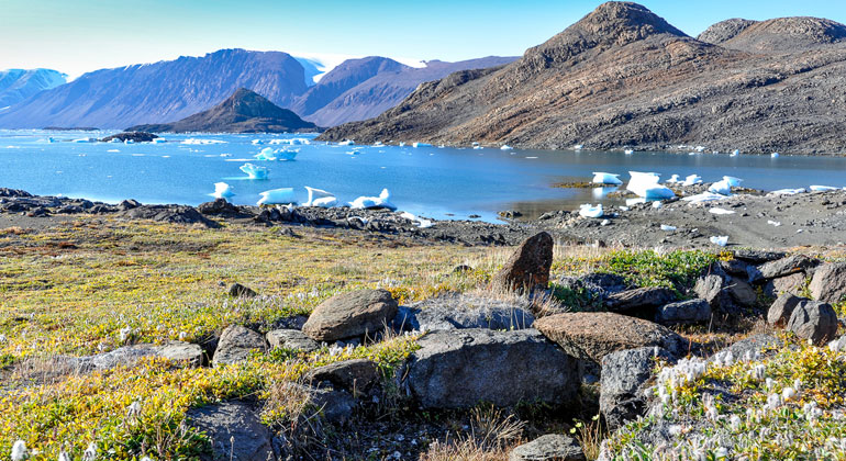 Senckenberg.de | Anne Bjorkman | Die Pflanzengemeinschaft in der arktischen Tundra ist in den letzten dreißig Jahren höher geworden.