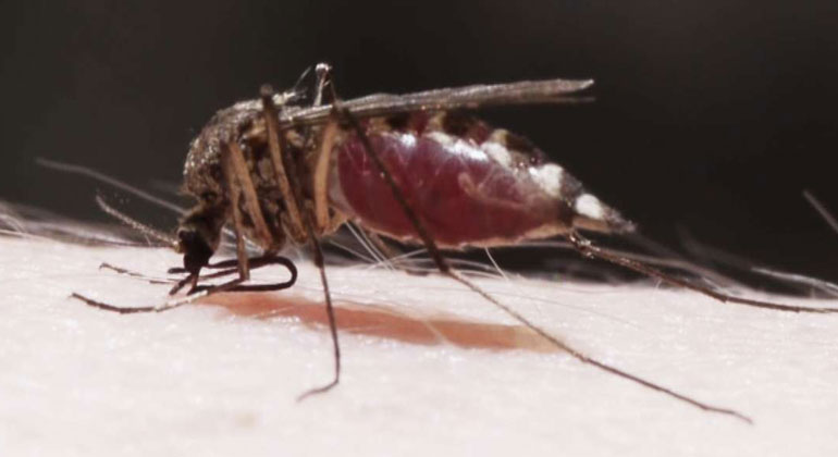 SWR | Der Klimawandel bringt Plagen - Stechmücken werden durch lange Sommer zunehmen.