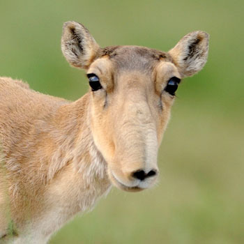 wild wonders of europe / Igor Shpilenok WWF | Verlierer: Mongolische Saiga-Antilope: Anfang 2017 fielen Tausende Mongolische Saiga-Antilopen einer Seuche zum Opfer. Der vergangene harte Winter schwächte die Bestände abermals.