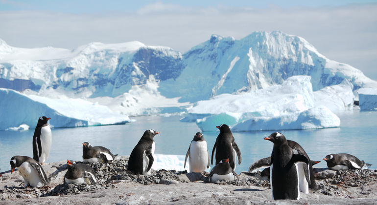 Pinguinkot zeigt Klimawandel in der Antarktis