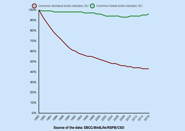 EBCC BirdLife | RSPB/CSO | Bei den Waldvögel (grün) ist der Rückgang weniger dramatisch (4 Prozent) als bei den Feldvögeln (rot) - seit 1980 56 Prozent.