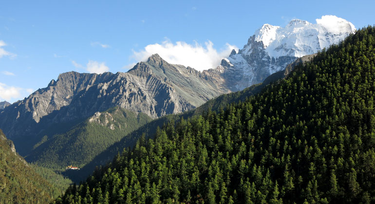 Adrien Favre/Senckenberg | Wenn man direkt im Wald um Yading (Nyidên), China steht, mag einem die Anzahl an Arten in der näheren Umgebung nicht besonders hoch erscheinen. Der Charakter des Waldes ändert sich jedoch schlagartig wenn man sich bergauf, bergab oder ins nächste Tal bewegt.