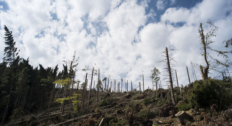 Markus Breig, KIT | Abforstung und intensive Land- sowie Weidewirtschaft – die Landnutzung durch den Menschen trägt ebenso zum Klimawandel bei, wie fossile Kraftwerke und Verbrennungsmotoren.