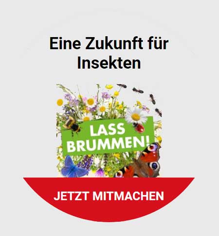 aktion.bund.net/lass-brummen | Das Insektensterben ist dramatisch und geht immer weiter: Laut einer aktuellen Studie verschwinden jedes Jahr zwei Prozent der Insekten weltweit. In 100 Jahren könnten sie ausgestorben sein.