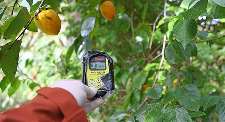 Shaun Burnie / Greenpeace | Die zulässige Höchstdosis liegt in Japan bei 0,23 Mikrosievert pro Stunde. Doch immer wieder finden die Greenpeace-Experten strahlende Hotspots, wie hier in diesem Baum in Namie. Der Grenzwert wird um mehr als das 25-fache überschritten.