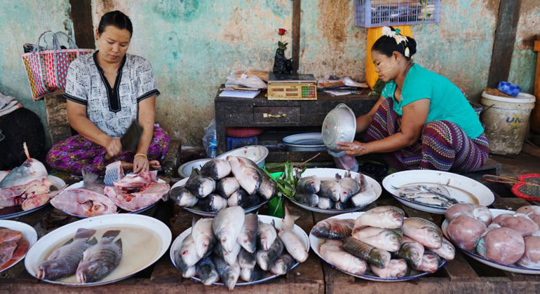 University of British Columbia | Fish market in Bagan, Myanmar.