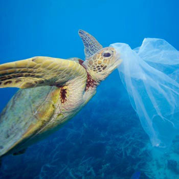 Troy Mayne/WWF | Plastikmüll ist eine große Gefahr nicht nur für Schildkröten.