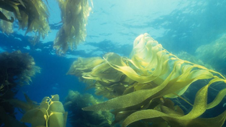 istockphoto.com | Tammy616