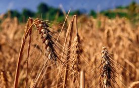 pixabay.com | JosepMonter | Die Hitzewelle 2018 dauerte von Mai bis Juli und erfasste grosse Teile der n&ouml;rdlichen Hemisph&auml;re.