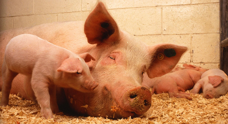 pixabay.com | PublicDomainImages | Umwelt- und tiergerecht erzeugtes Schweinefleisch ist mehr als doppelt so teuer wie konventionelles. Hier muss der Staat nachsteuern, fordern Umwelt- und Tierschützer.