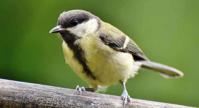 pixabay.com | Capri23auto | Kohlmeise (Parus major)