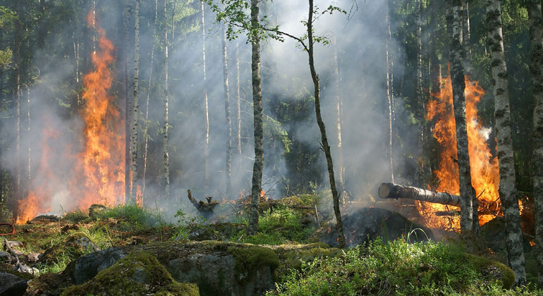 Complex Impact of Large Wildfires on Ozone Layer Dynamics