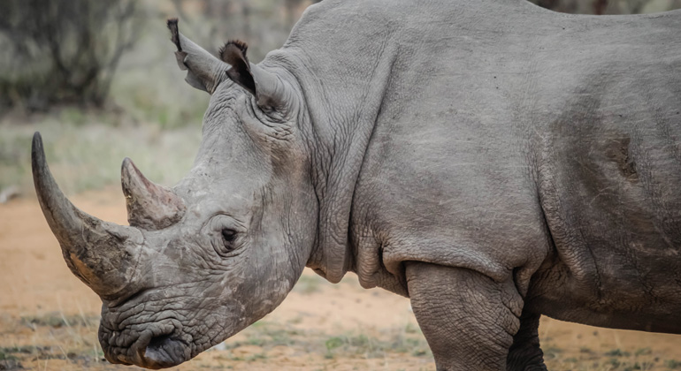 WWF mit Abschlussbilanz zu CITES Artenschutzkonferenz