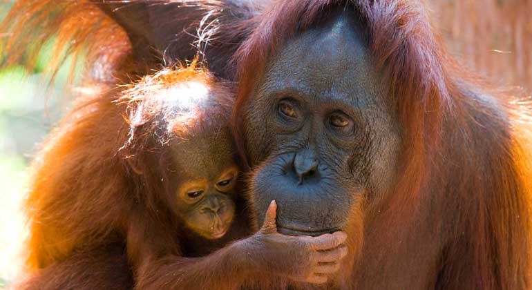 Depositphotos | GUDKOVANDREY | Orang-Utans sind akut vom Aussterben bedroht. Ihr Lebensraum - der Regenwald auf Borneo - wird für Ölpalmplantagen zerstört.