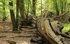 pixabay.com | Herbert Aust