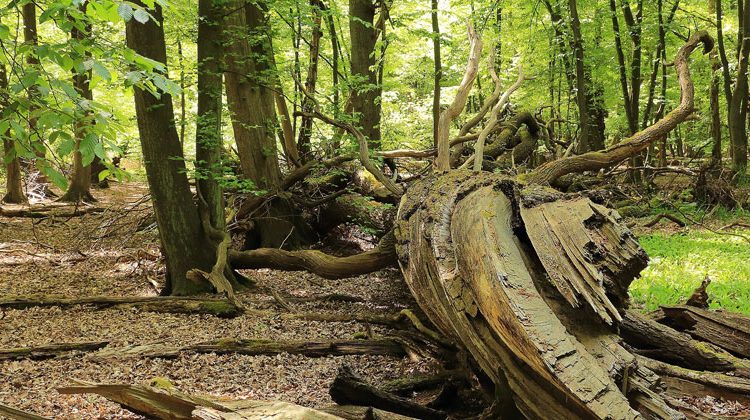 pixabay.com | Herbert Aust