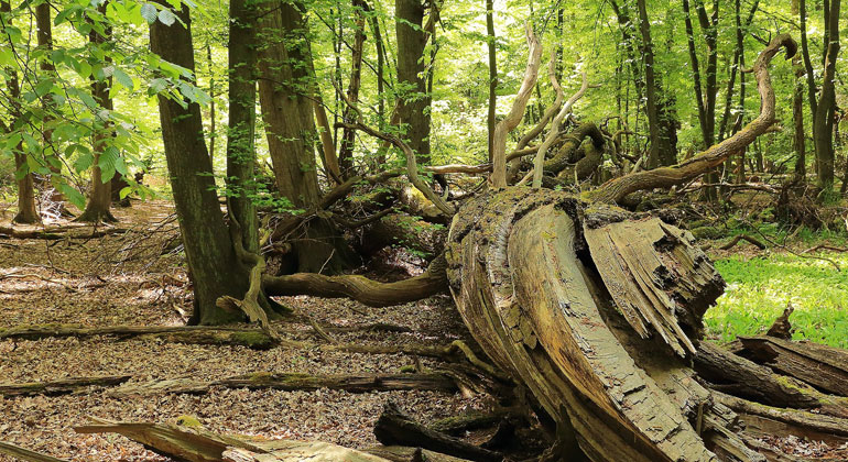 Insektensterben auch im Wald