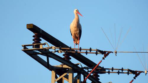 euronatur.org | Georg Fiedler | By means of simple mitigation measures on existing power lines, mortality rates can be significantly reduced.