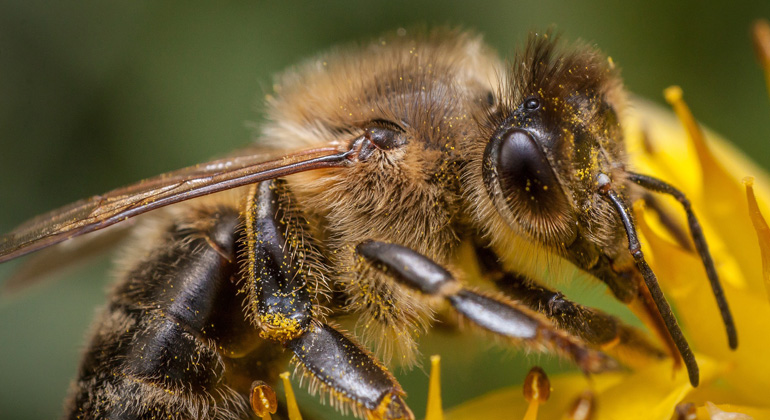 TV-Tipp: Rettet die Insekten