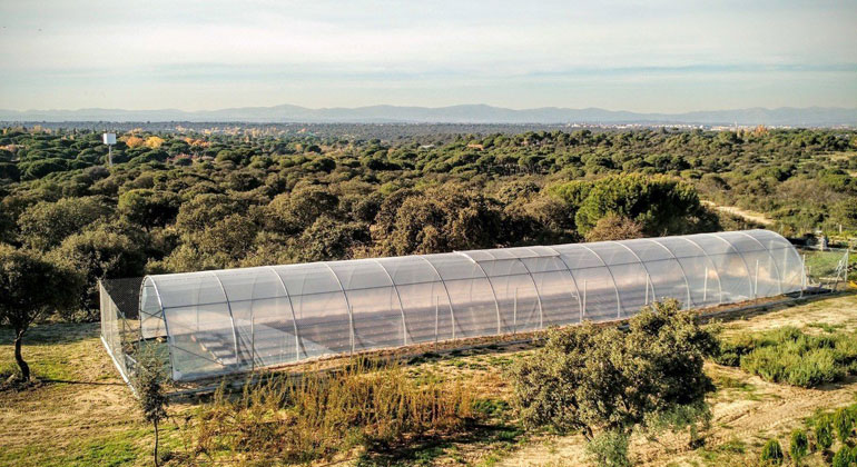 MPI f. Developmental Biology/ M. Exposito-Alonso | The researchers have investigated the adaptability of Arabidopsis plants to climate change in greenhouses. The species will lose its genetic diversity under the increasingly dry climate around the Mediterranean.