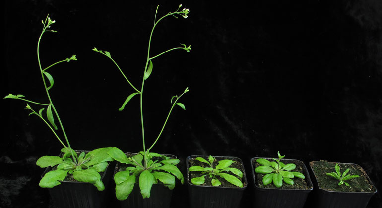 MPI für Entwicklungsbiologie | Ackerschmalwand - Arabidopsis thaliana